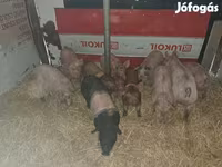 Eber, Schweine — Foto 2