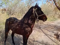 حصان, Karabair horse — الصورة 1
