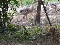 Kuban — Foto 1
