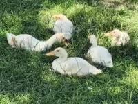 Ducks — फ़ोटो 1