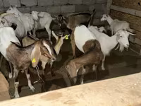 Chèvre, Saanen goat — photo 3
