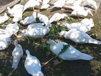 Ducks — Foto 2