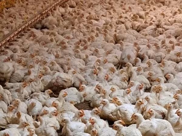 Chickens — Węgry