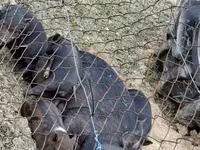 公猪, Вьетнамская вислобрюхая — 照片 5