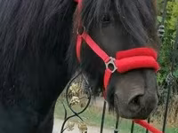 At, Fell pony — foto 1