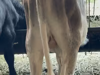 Bull, Alatau breed — photo 2