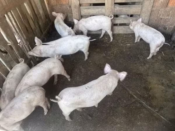 Prasata (šarže, pohlaví neuvedeno),  — Maďarsko