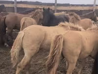 Horses (batch, sex not specified), Kazakh horse — photo 1