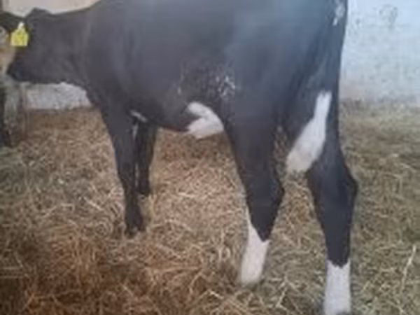 Kuh, Holstein-Rasse