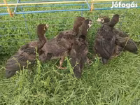 Turkeys — الصورة 2