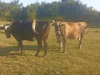 بقرة, Simmental cattle — الصورة 4