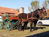 母马, Horses — 照片 1