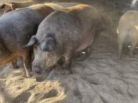 Pigs (batch, sex not specified), Мангалица — photo 5