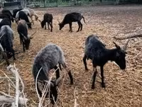 母羊, Racka sheep — 照片 5