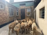 Baran, Rhon sheep — zdjęcie 8