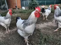 ससेक्स — फ़ोटो 2