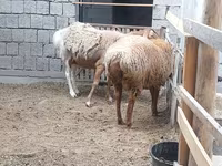 भेड़, भेड़ — फ़ोटो 3