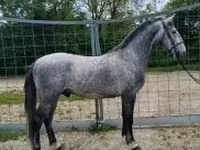घोड़ा, Lipizzaner — फ़ोटो 1