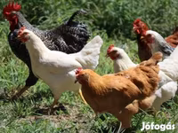 Chickens — 照片 4