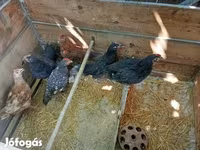 Chickens — Foto 1