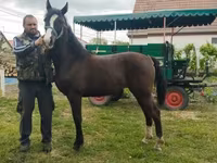 Yegua, Dutch warmblood horse — foto 1
