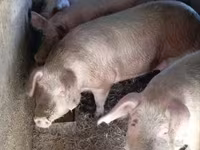 Säue, Schweine — Foto 4