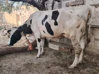 गाय, गोलस्टीन नस्ल — फ़ोटो 5