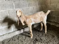عنزة, Nubian Goat — الصورة 4