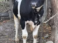 Bulle, Russian Black pied cattle — Foto 2