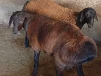 Қошқар, Hissar sheep — 5-сурет