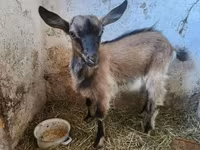 Cabra, Cabras — foto 6
