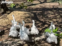 Geese — Foto 7