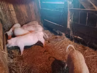 Prasata (šarže, pohlaví neuvedeno), Prasata — foto 3