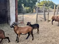 Kos, Cameroon sheep — 2. fotó