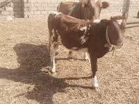 بقرة, Simmental cattle — الصورة 2