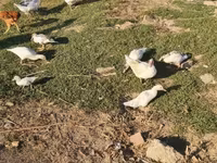 Ducks — zdjęcie 6