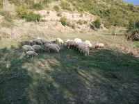 公羊, Sheep — 照片 5