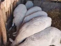 Juh, Merino sheep — 3. fotó