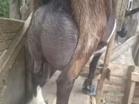 公山羊, Alpine goat — 照片 4