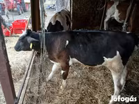 Toro, Simmental cattle — foto 2