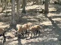 Cabro, Cabras — foto 2