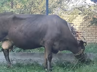 Tehén, Swiss cattle — 3. fotó
