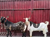 Bak, Kamori goats — 3. fotó