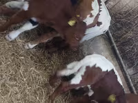 公牛, Simmental cattle — 照片 5