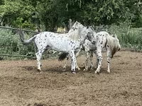 Hing, Mugalzhar horse — 7. fotó