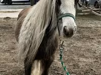 घोड़ा, Gypsy horse — फ़ोटो 6