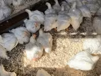 Chickens — 3-сурет