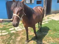 Yegua, Caballos — foto 1