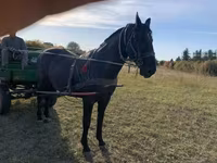 घोड़ा, Nonius horse — फ़ोटो 6