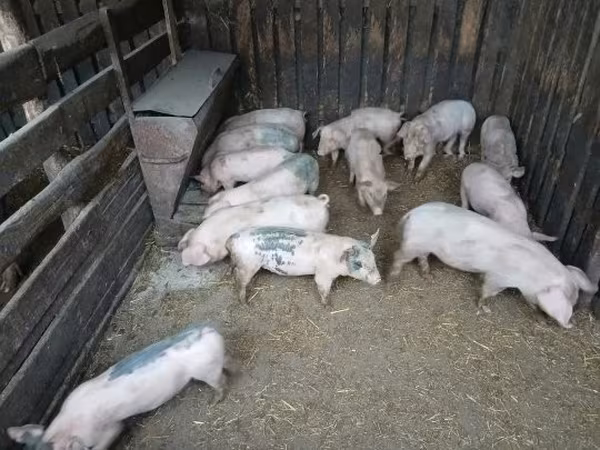 Шошқалар (топ, жынысы көрсетілмеген), Шошқалар — Венгрия